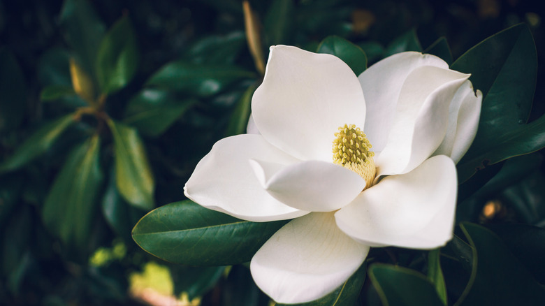 Creamy white southern magnolia