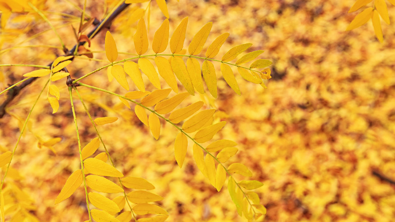 Golden yellow honeylocust leaves