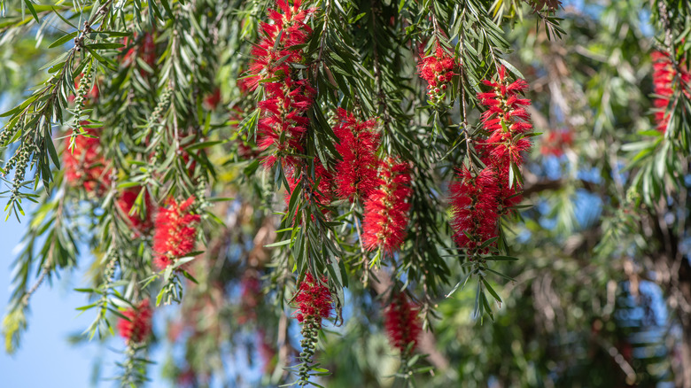 Mature bottle brush tree blooms