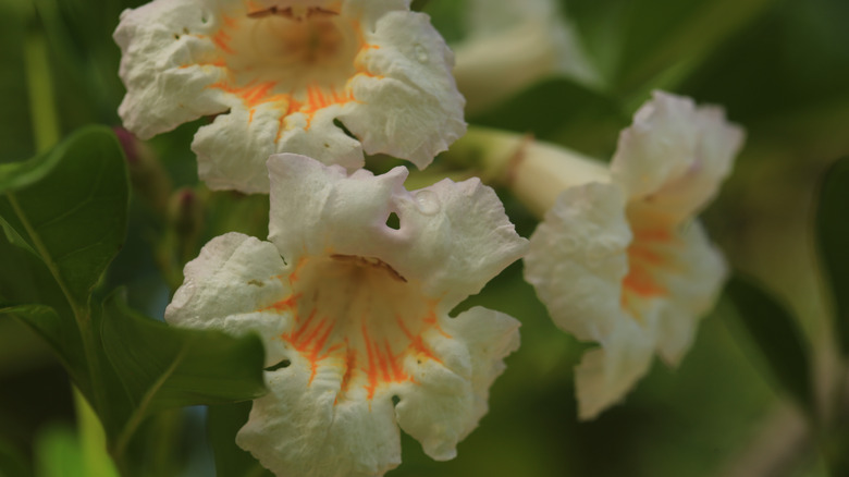 Blossoms of Radermachera sinica