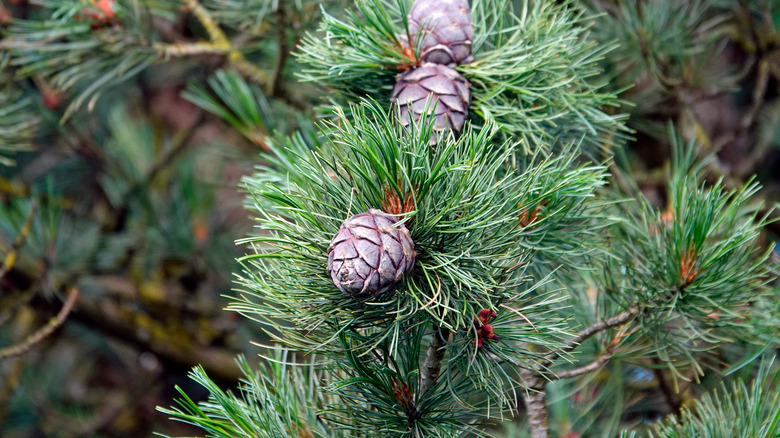 Cones of pinus cembra