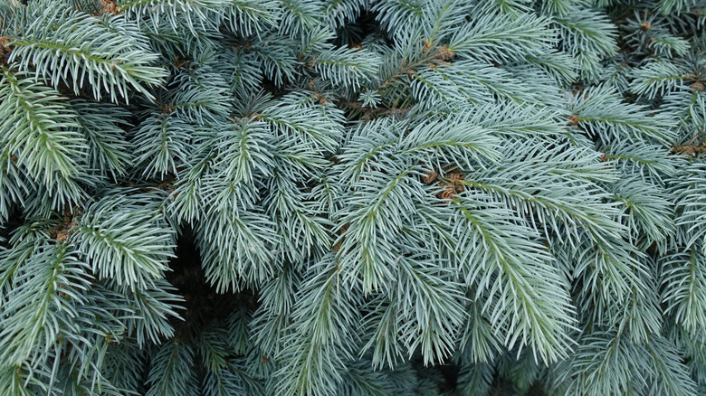 picea pungens in spring
