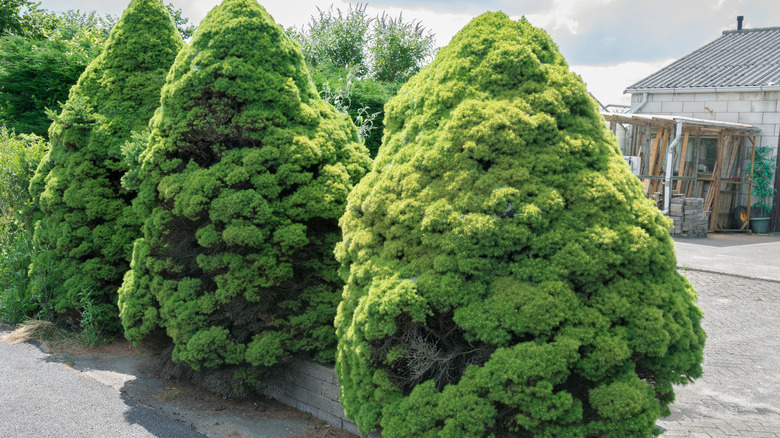 Dwarf alberta spruce trees