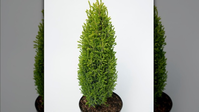 Potted pencil point juniper