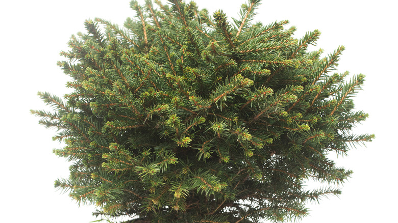 15 Dwarf Pine Trees That Wont Take Over Your Yard