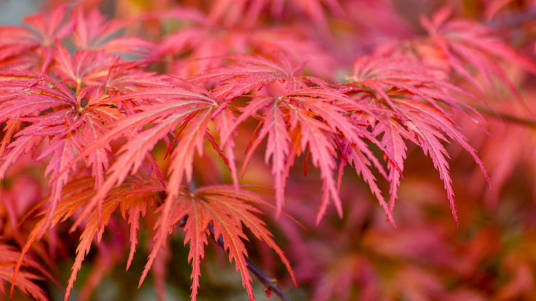 Closeup Japanese maples