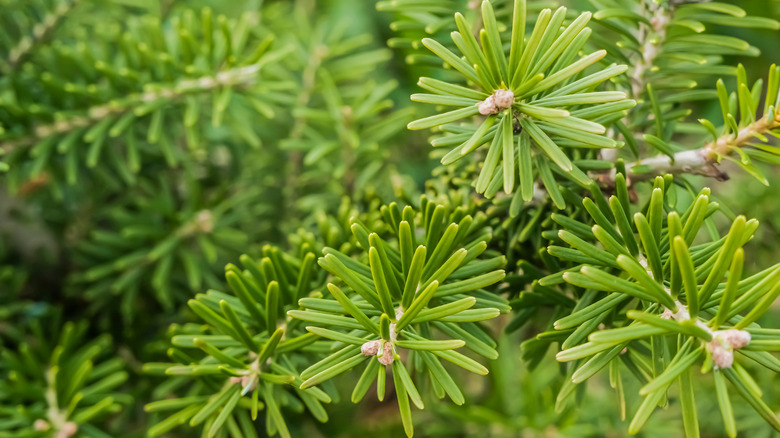 Closeup Abies koreana