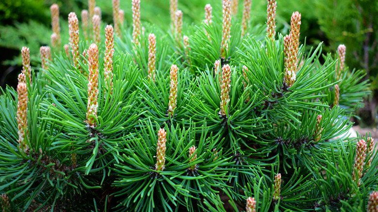 Closeup Mugo pine