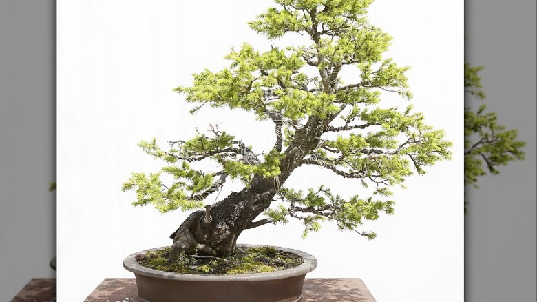 Picea glauca on table