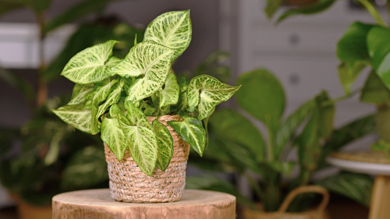 Arrowhead vine in woven basket