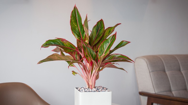 Aglaonema siam