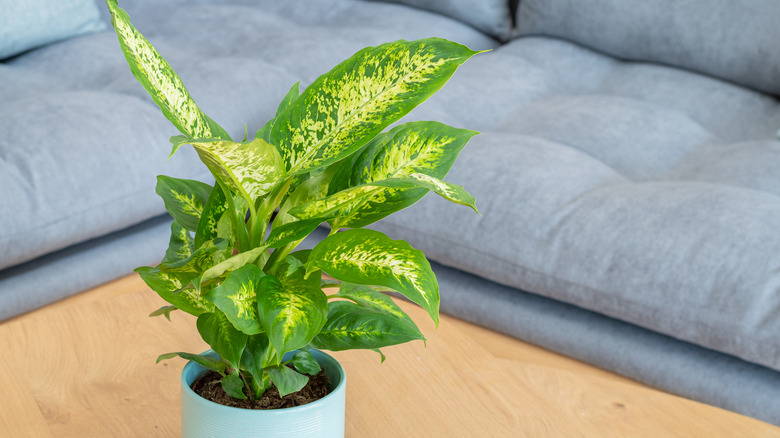 dumb cane plant by couch