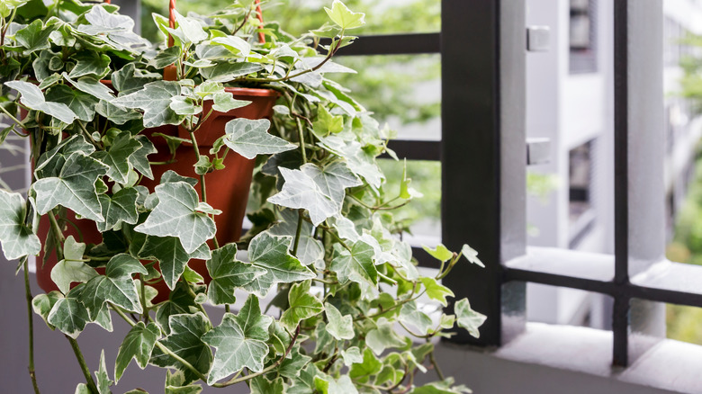 english ivy in hanging pot