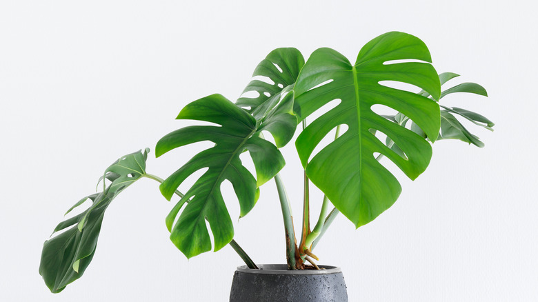 monstera plant in pot