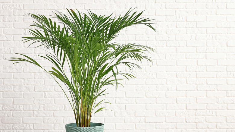 palm plant against wall