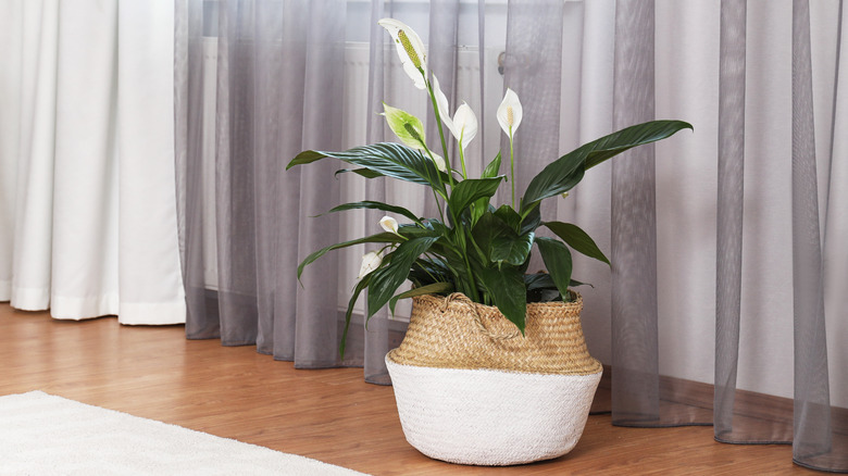 peace lily in wicker pot