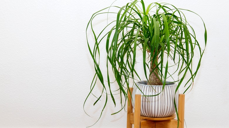 Ponytail palm in a pot