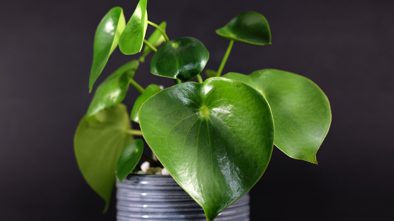 Radiator plant in ceramic pot