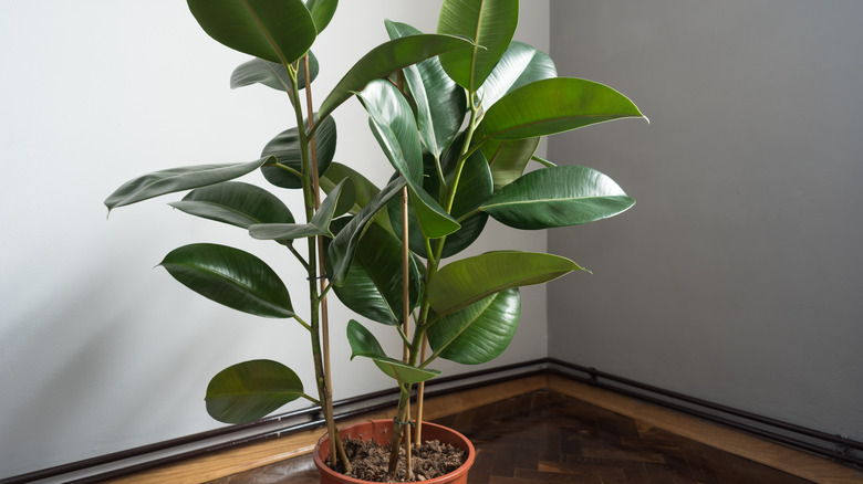 rubber plant in room