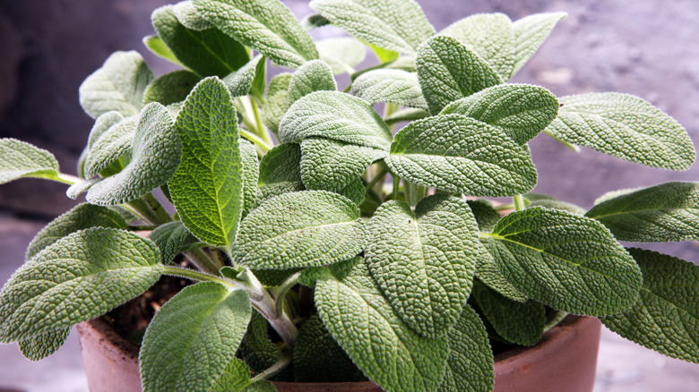 sage plant in pot