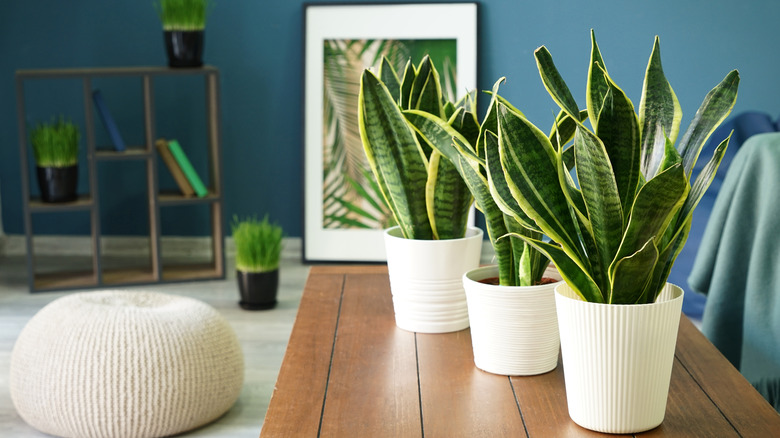 three pots of snake plants