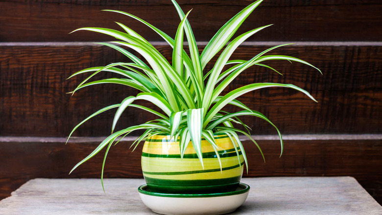 spider plant in ceramic pot