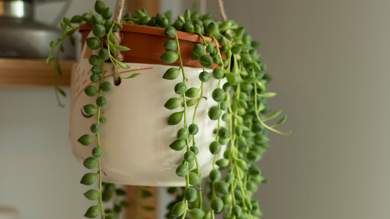 String of pearls in hanging basket