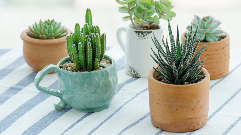 A collection of potted succulents