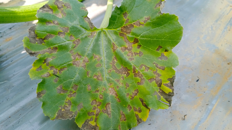 downy mildew on zucchini leaf