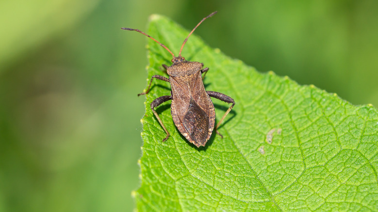 squash bug on leaf