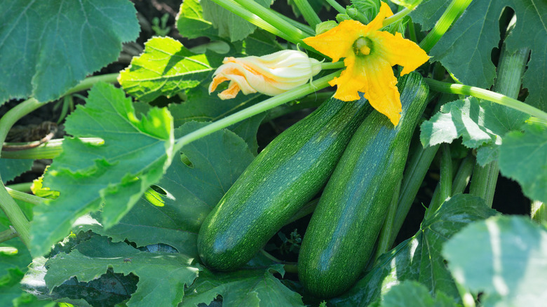 zucchini plant in garden