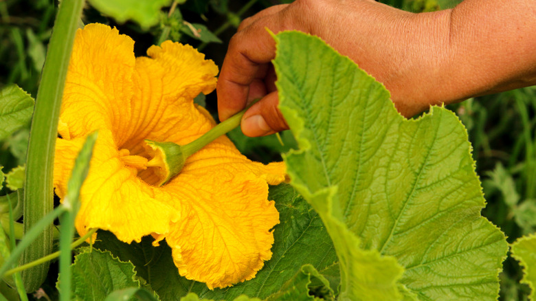 hand-pollinating zucchini flower