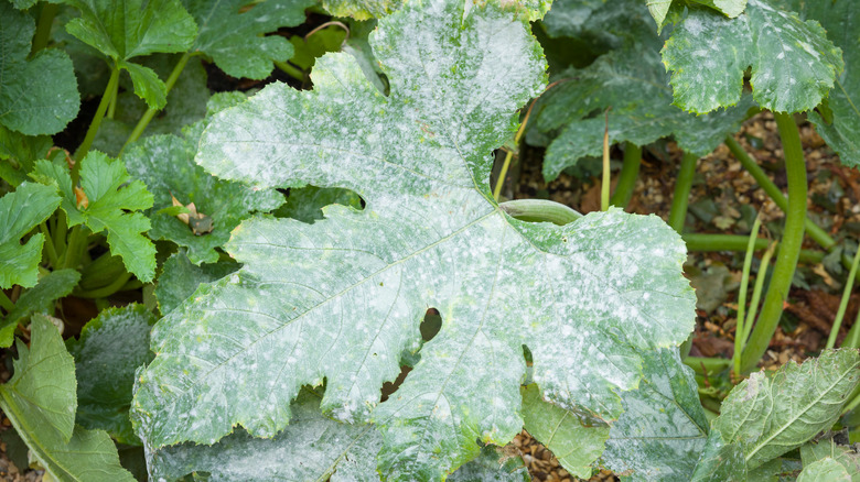 powdery mildew on zucchini leaves