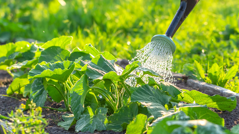 watering zucchini plants