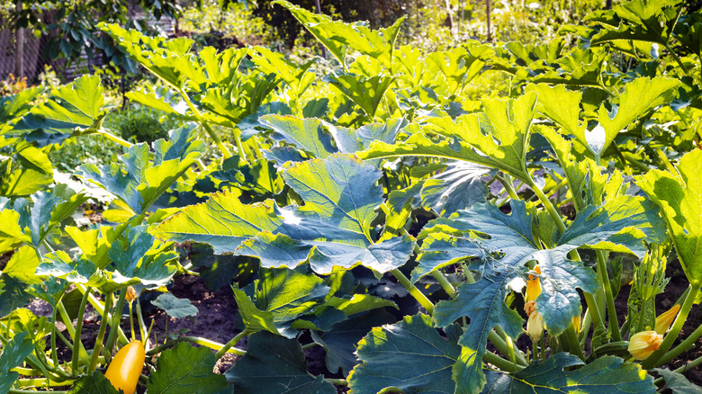 zucchini plants in garden