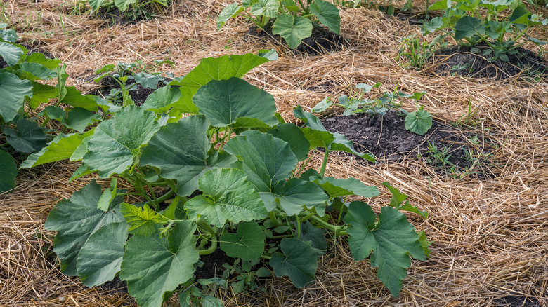 zucchini plants in garden