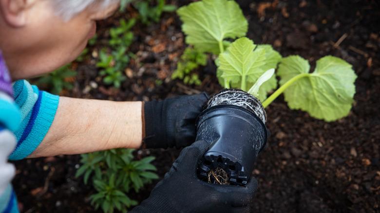 man planting zucchini in garden