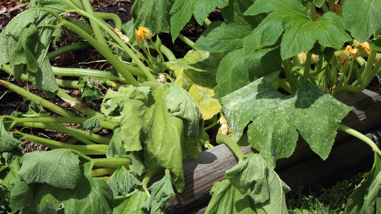 zucchini with bacterial wilt