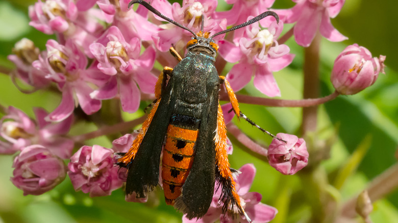 squash vine borer