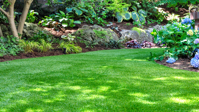 Backyard shady spot