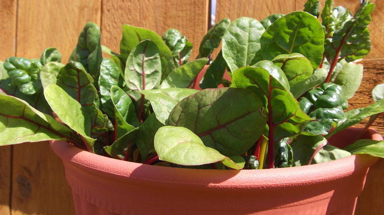 swiss chard in pot