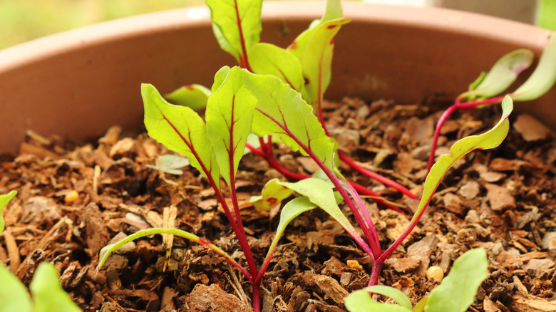 beet seedlings in pot