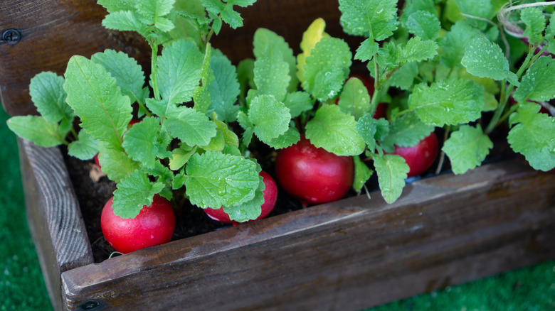 radishes in pot