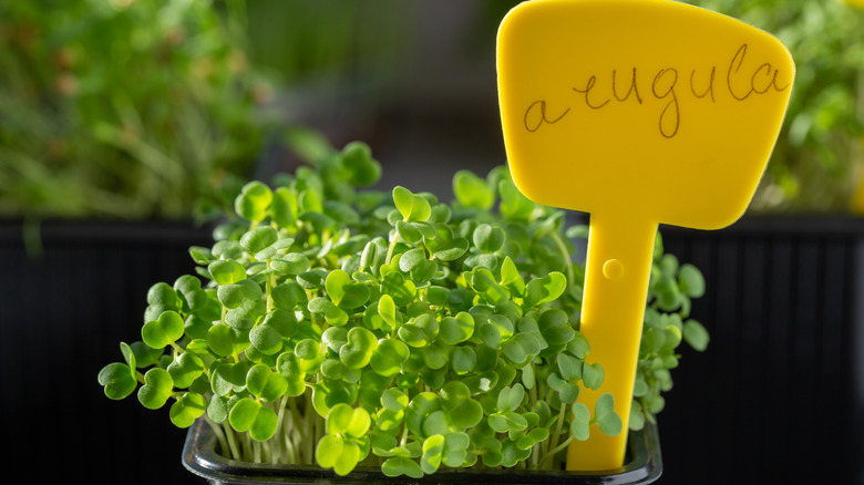 arugula seedlings in containers 