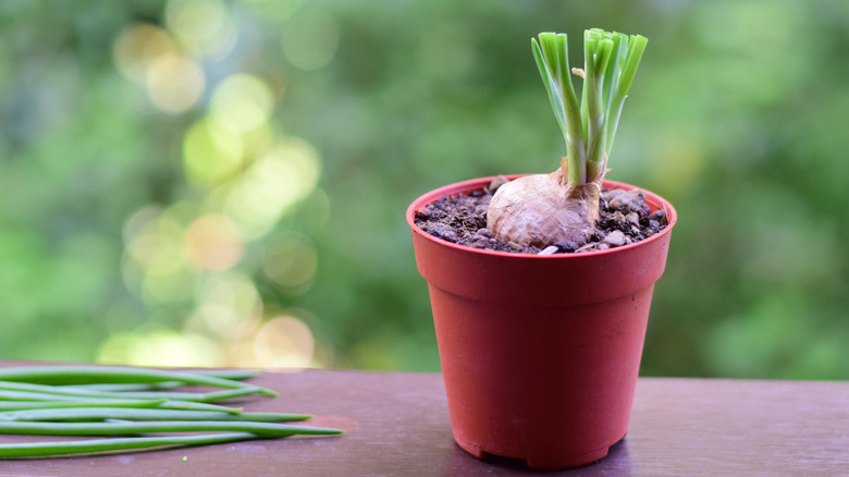 green onion with cut stems