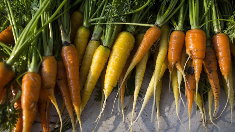 a bunch of carrots