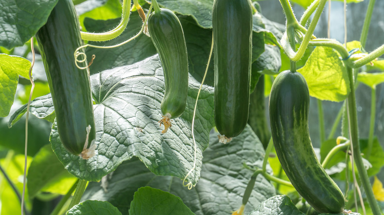 cucumber plant 