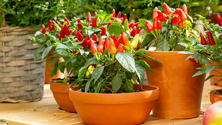 peppers in pots outside