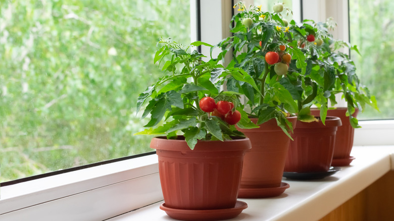 tomato vines on window sill