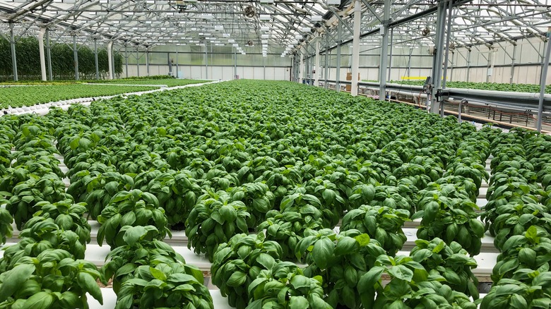 Basil growing in aquaponic greenhouse